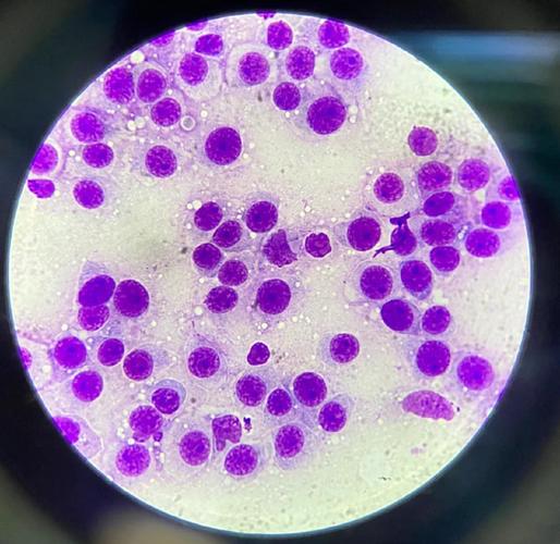 狗狗血常规指标解读