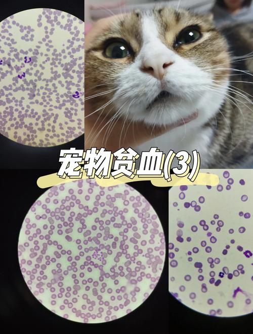 狗狗红细胞低怎么回事?吃什么改善?