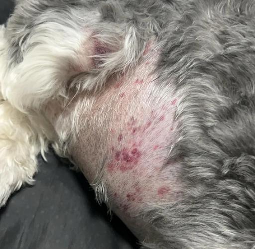 狗狗红细胞为什么低