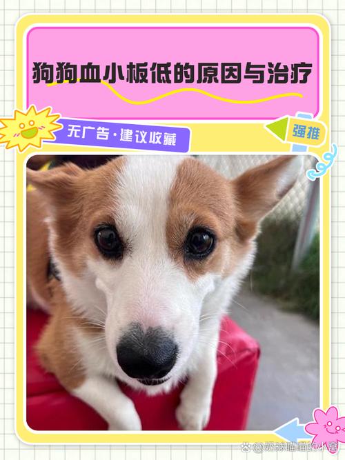 狗狗贫血怎么办?小狗贫血吃什么药?