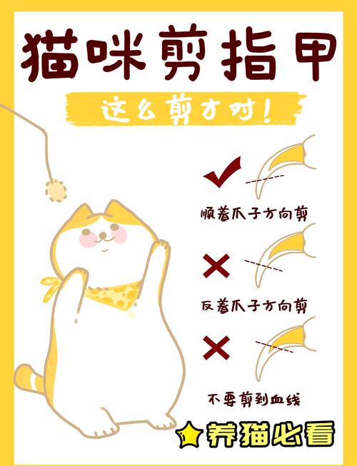 多大的小猫可以开始剪指甲了?猫咪剪指甲应该怎么修剪?需要注意些什么...