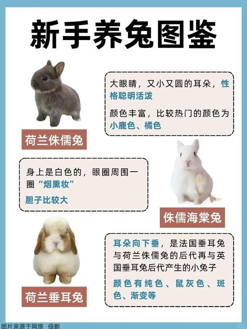 盖脸猫猫是安哥拉兔吗