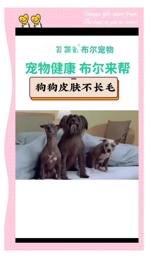 狗狗身体局部不长毛是怎么回事?该怎么办?