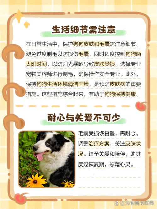 狗狗不长毛怎么办
