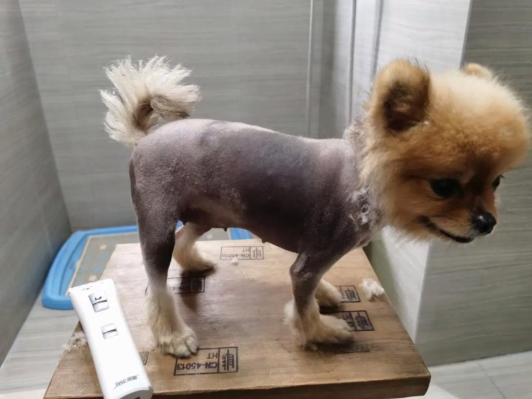 狗狗皮肤发黑不长毛