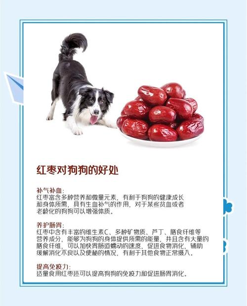 为什么狗狗吃红枣