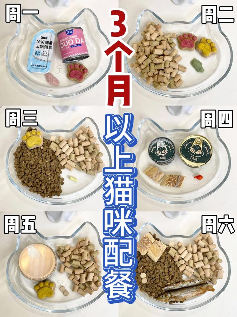 猫咪一天吃几顿饭比较好