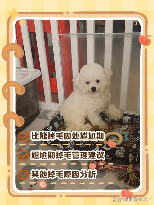 狗狗是三个月换毛的吗