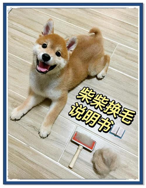 小狗几个月开始猛长换毛