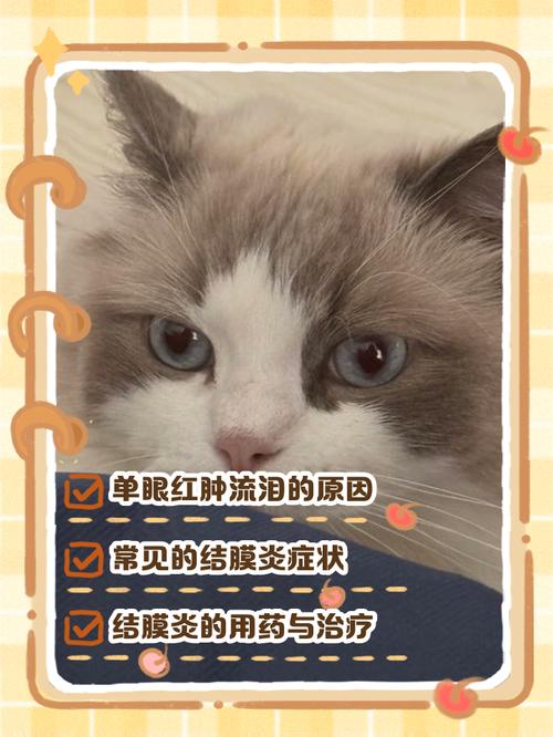 猫咪突然单只眼睛红肿流眼泪是怎么回事