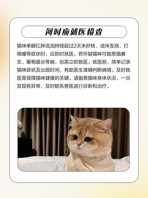 猫咪突然单只眼睛红肿流眼泪
