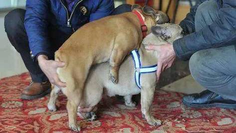 狗狗怀孕几个月生产