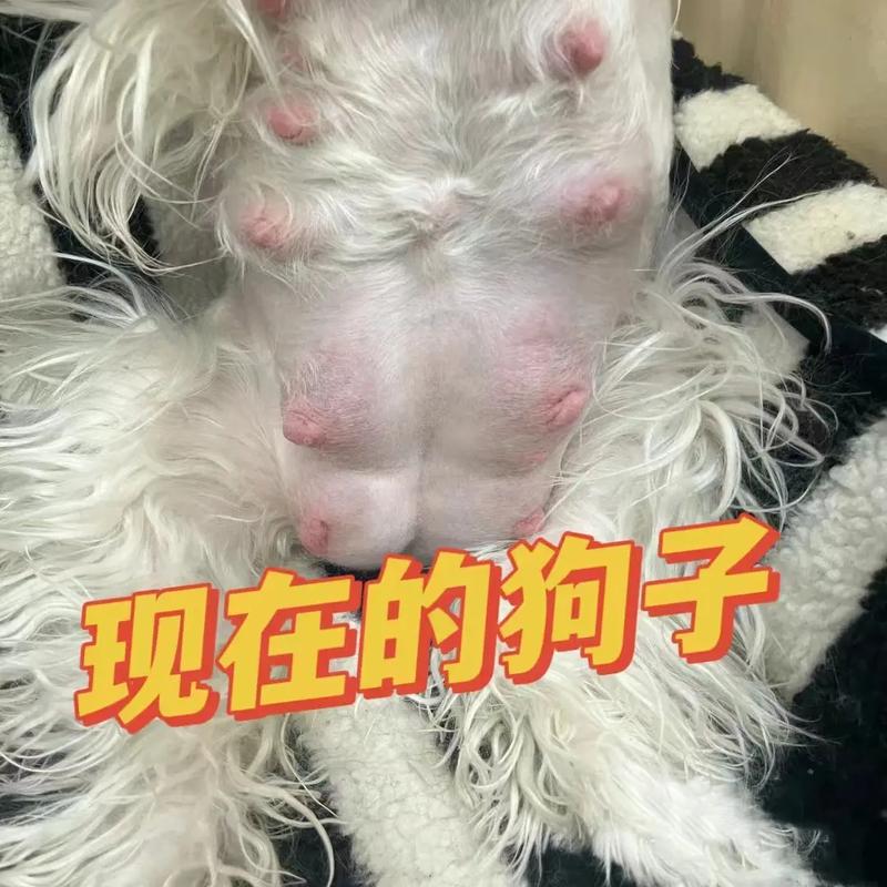 土狗怀孕后几个月生小狗?