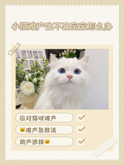 猫咪还是生不出来怎么办,第三个到现在六个小时多了,我该怎么办,这里没...