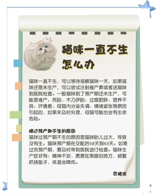 猫68天了一直不生怎么办