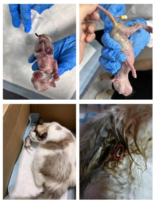 猫要生了脚先出来生不出来