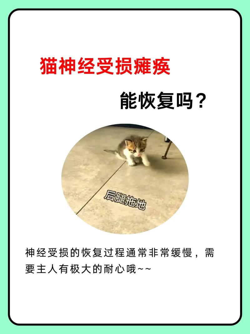 两个月的猫咪神经受伤瘫痪有痊愈希望吗?