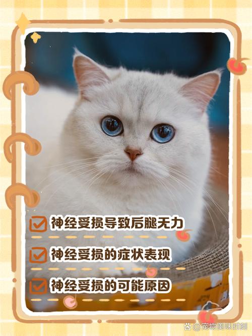 猫咪神经受损站不起来