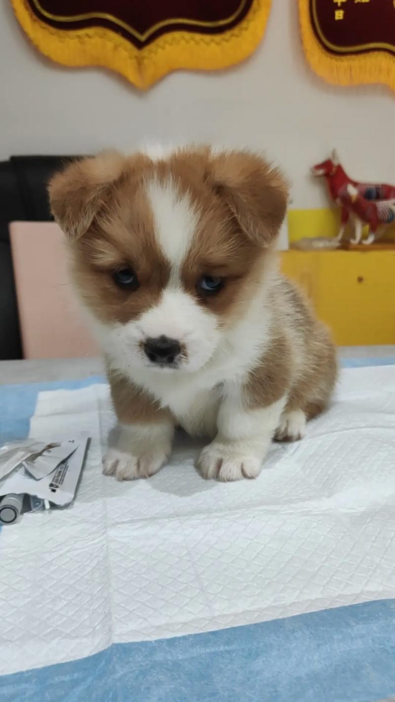 狗狗两个月了是几岁