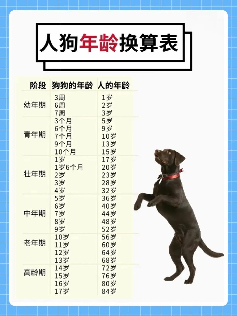 狗狗两个月等于人几岁?