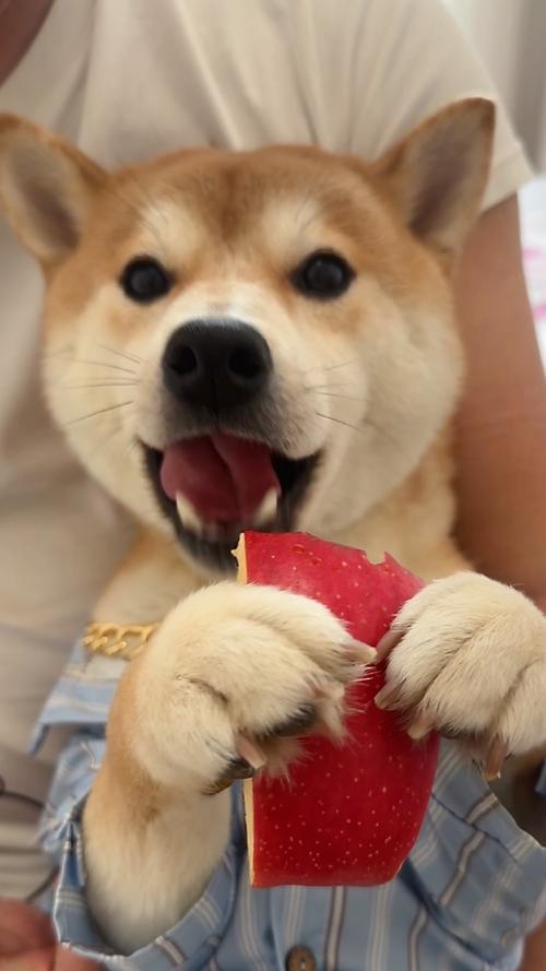 三个月狗吃苹果