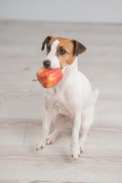 三个月狗狗可以吃什么水果好