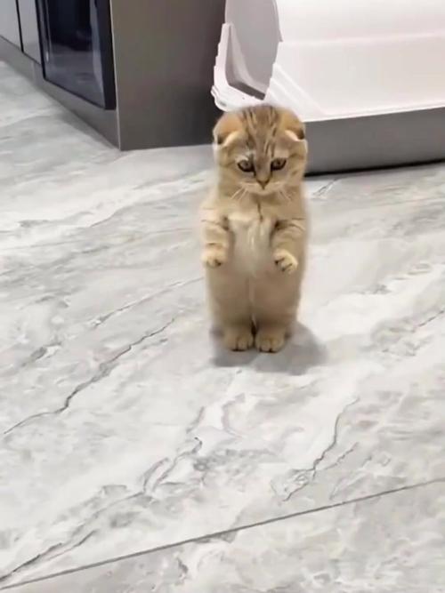 猫咪总晃脑袋是怎么回事