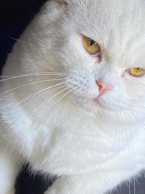 小猫脑袋一直轻微摇晃