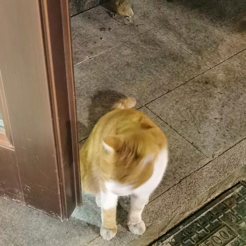 猫咪驱虫后一直摇头是什么原因