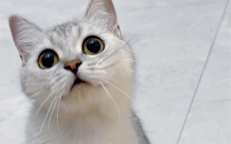 猫咪为什么会抬头摇头呢