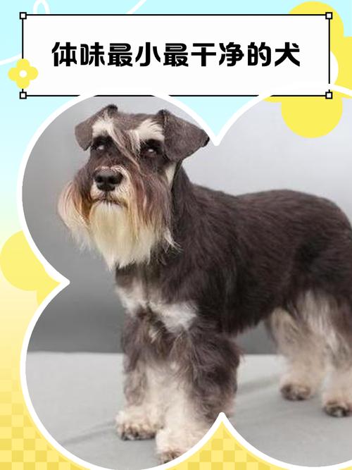 哪些狗狗既好养又不掉毛?