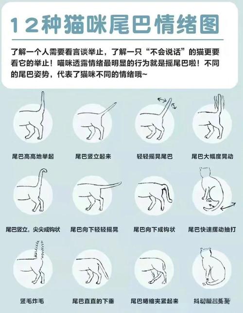 猫为什么喜欢拿尾巴扫人-猫咪摇尾巴代表什么情绪