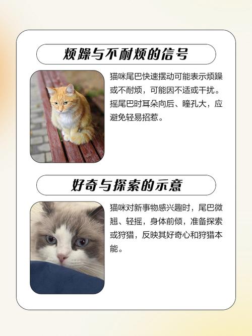 猫咪尾巴翘很高是什么意思