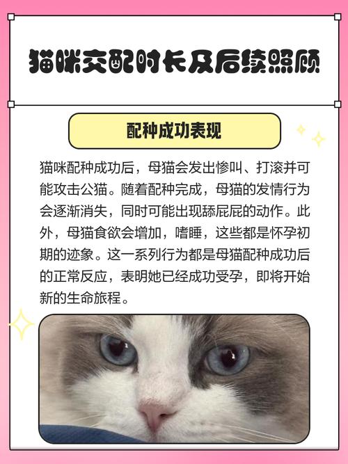 猫交配需要多久时间
