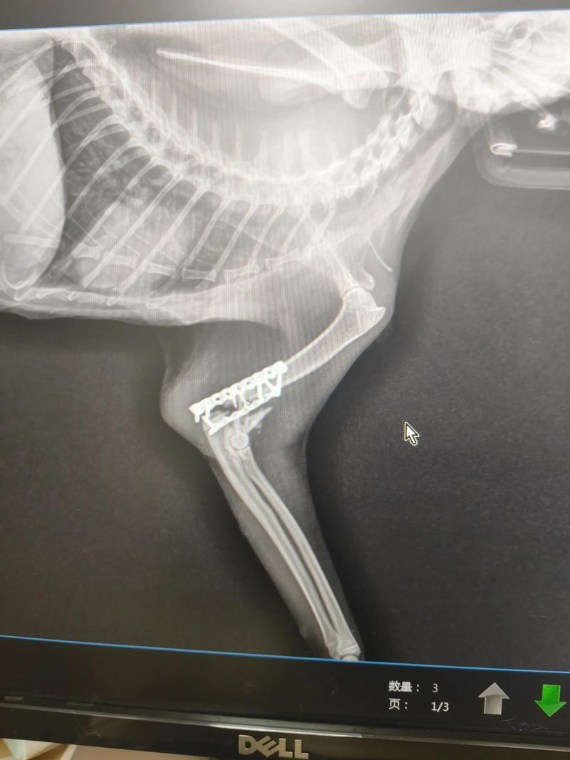 猫咪盆骨和股骨头骨折了能自愈吗?