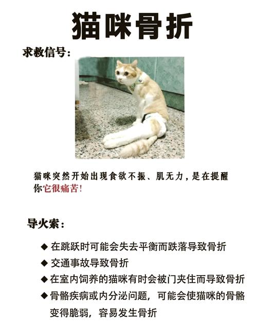 猫腿断了能长好吗