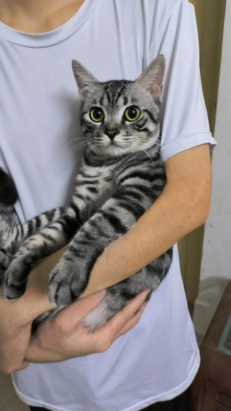 怎么让美短猫快速发腮?