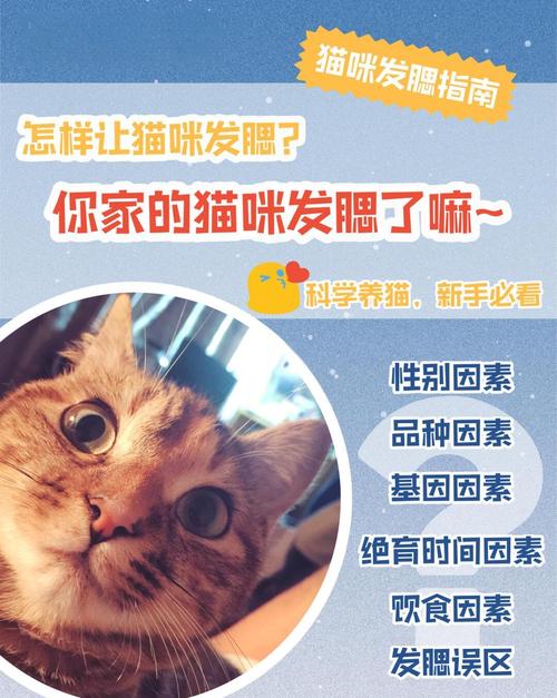 成年的猫咪要如何发腮?