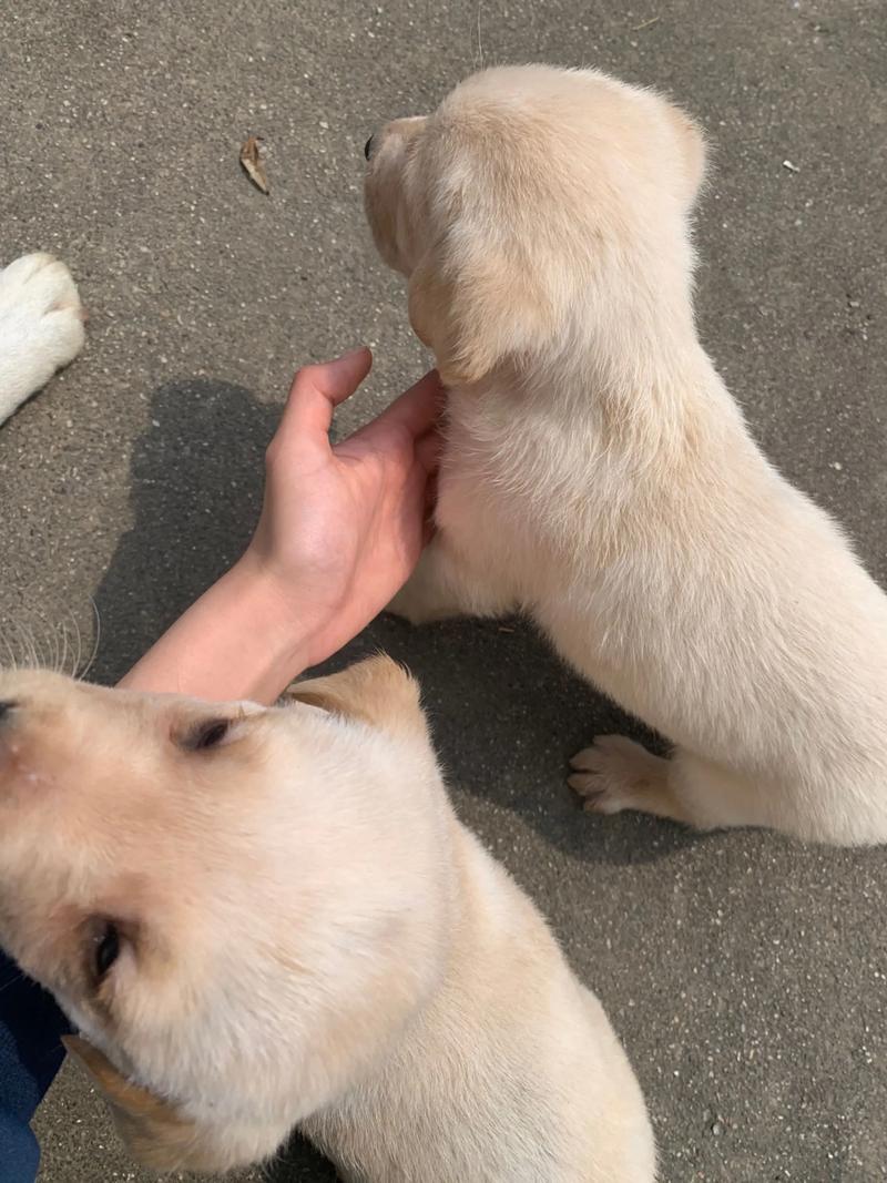 小狗刚满月认主人吗