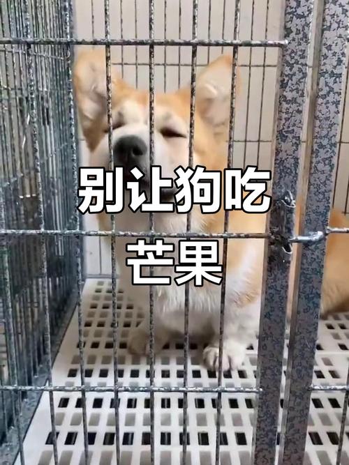 狗狗吃了芒果会怎样