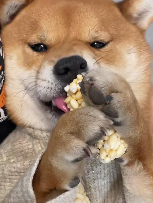 狗狗吃爆米花会怎么样?
