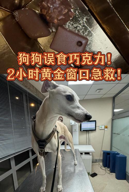 狗狗为什么不吃爆米花