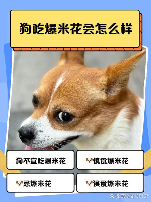 小狗狗能不能吃爆米花