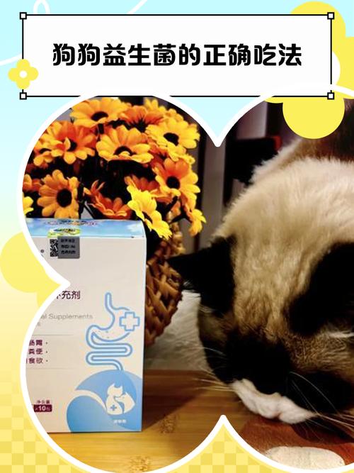 狗狗益生菌一天吃几次比较好注意事项有哪些