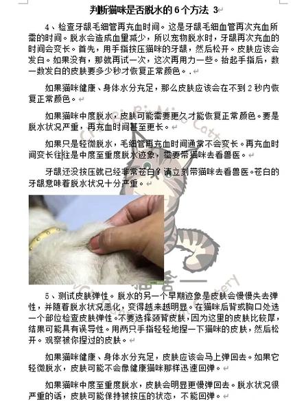 怎么检查猫咪是否脱水
