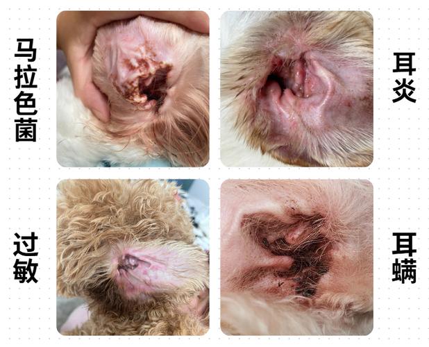 狗狗耳朵内壁发红