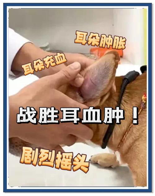 狗狗耳朵里面红肿怎么回事