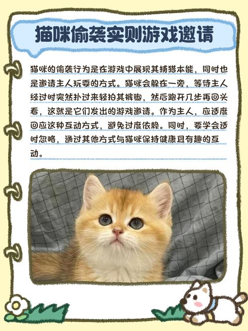 为什么猫喜欢跟主人玩游戏为什么猫咪最喜欢跟你玩躲猫猫