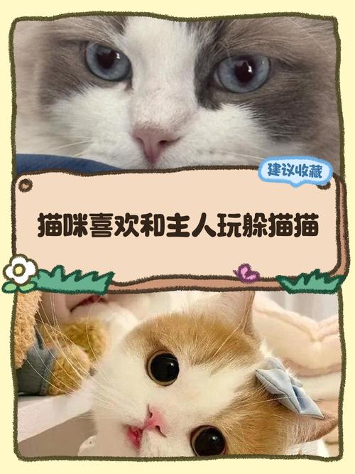 猫咪喜欢玩躲猫猫,原来的聪明的表现!
