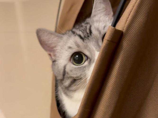 养了很久的猫突然躲起来为什么
